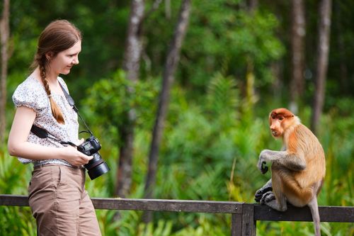 Proboscis monkey in Malaysia