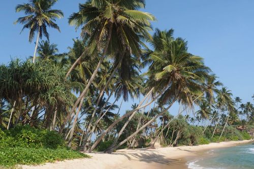 sri-lanka-trees-beach-dickwella