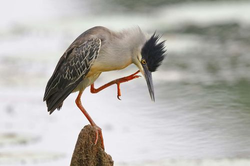striated-heron-panama-shutterstock_429635593