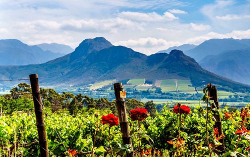 western-cape-shutterstock_1048872347