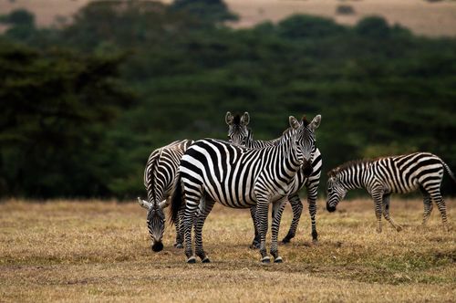 Kenya